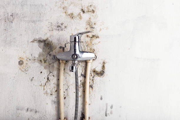 Reliable Westport, IN Mold Remediation Solutions