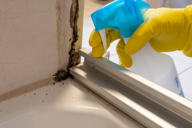 Best Mold Remediation for Specific Building Types in Westport, IN