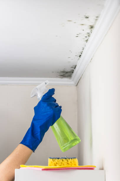 Best DIY Mold Remediation Support Services in Westport, IN